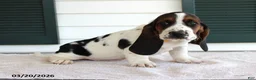 Basset Hound dogs for sale: Simba - Ad 2