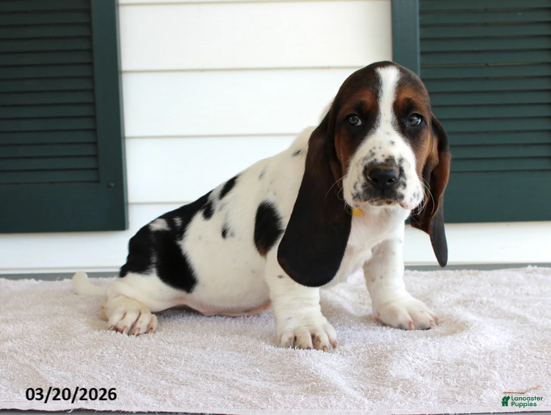 Basset Hound dogs for sale: Simba - Ad 2