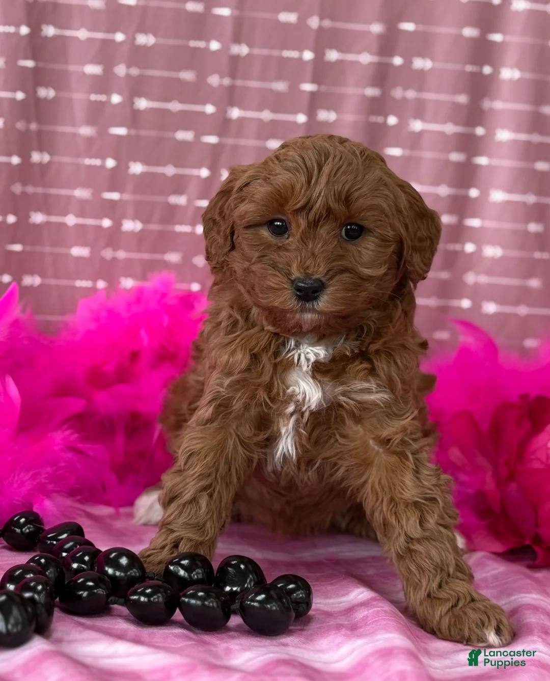 Cavapoo dogs for sale: Dulcie  - Ad 2