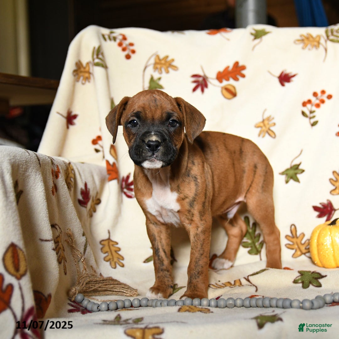 Boxer dogs for sale: Baldwin - Ad 8