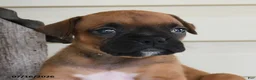 Boxer dogs for sale: Lady - Ad 5