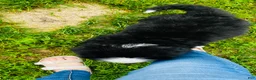 Bernese Mountain Dog dogs for sale: Callahan - Ad 10