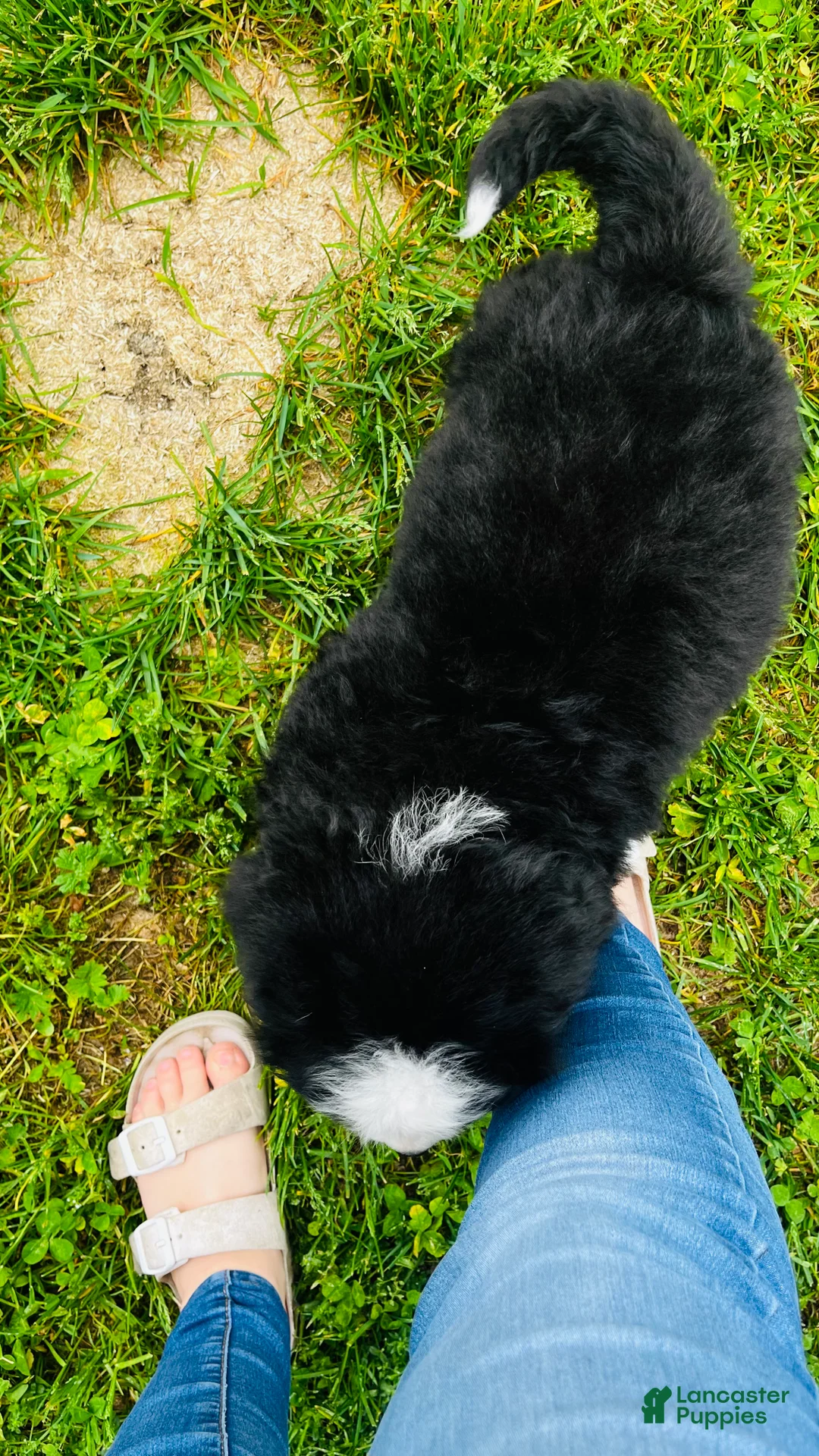 Bernese Mountain Dog dogs for sale: Callahan - Ad 10