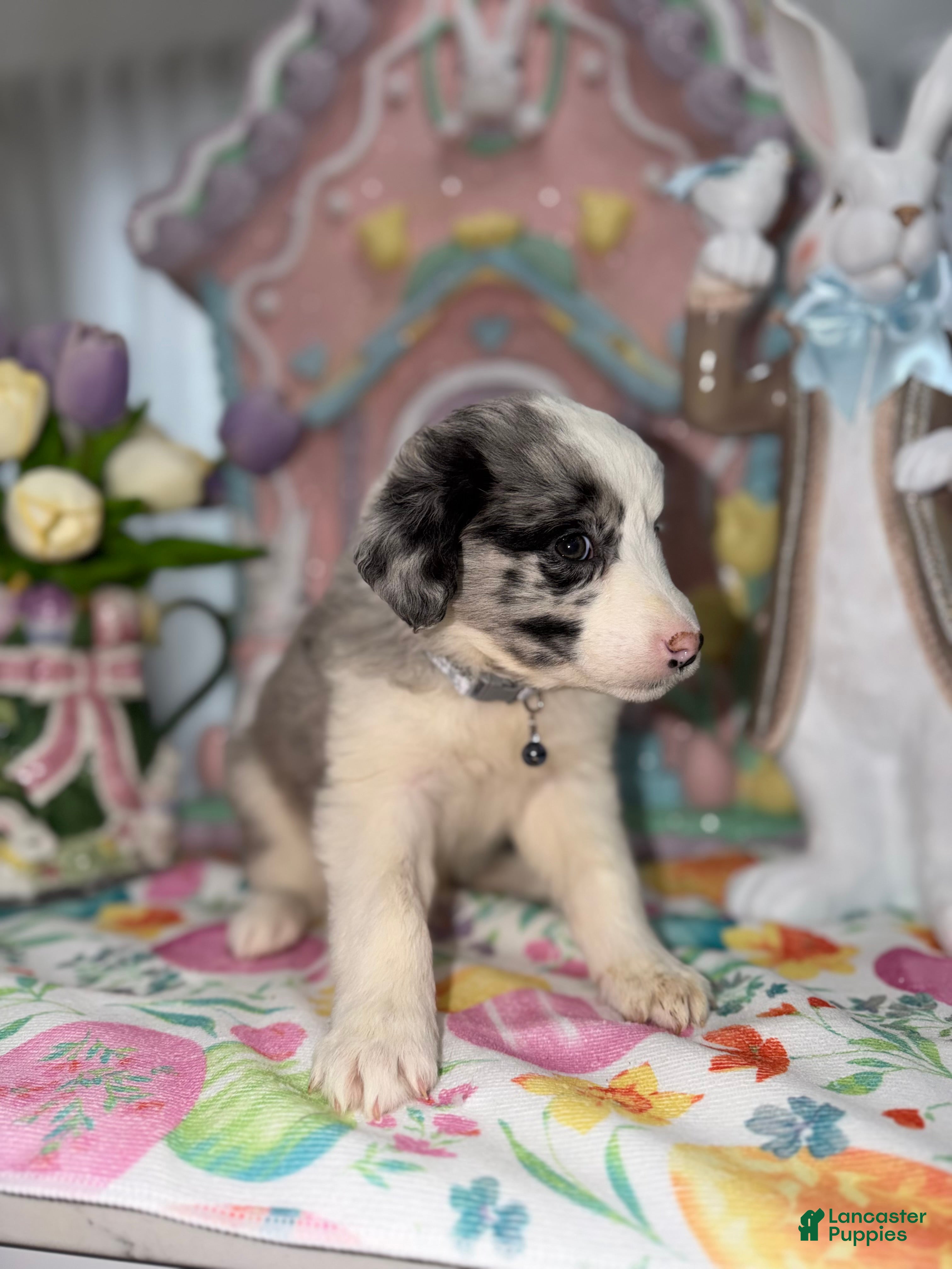 Australian Shepherd dogs Arthur - Ad 2