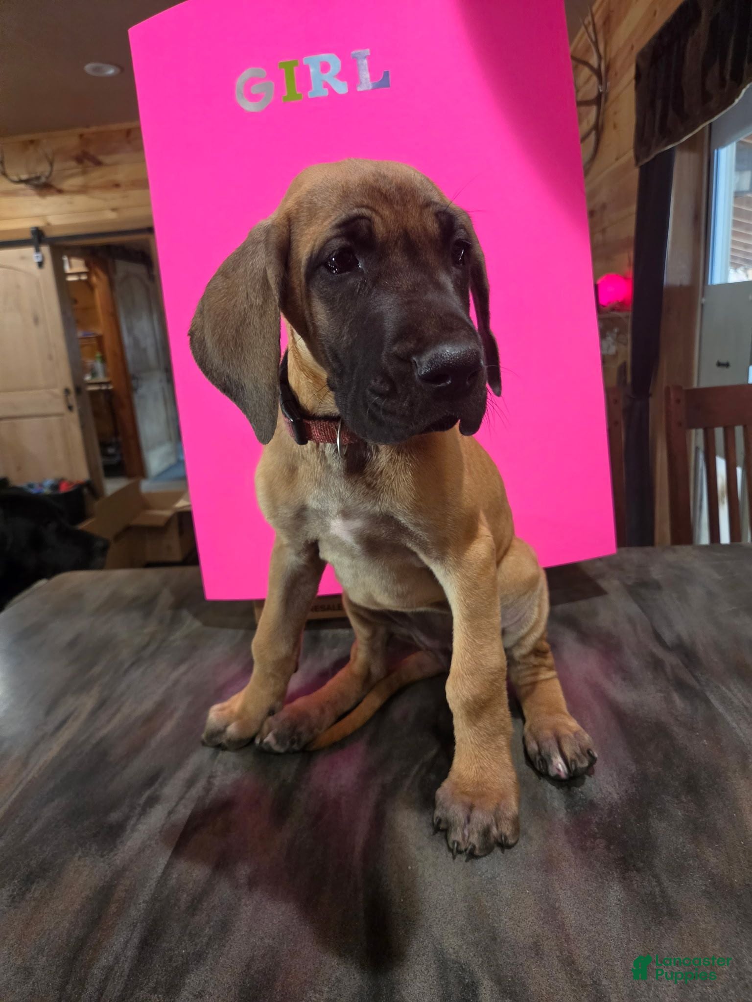 Great Dane dogs Great Dane 3 - Ad 1
