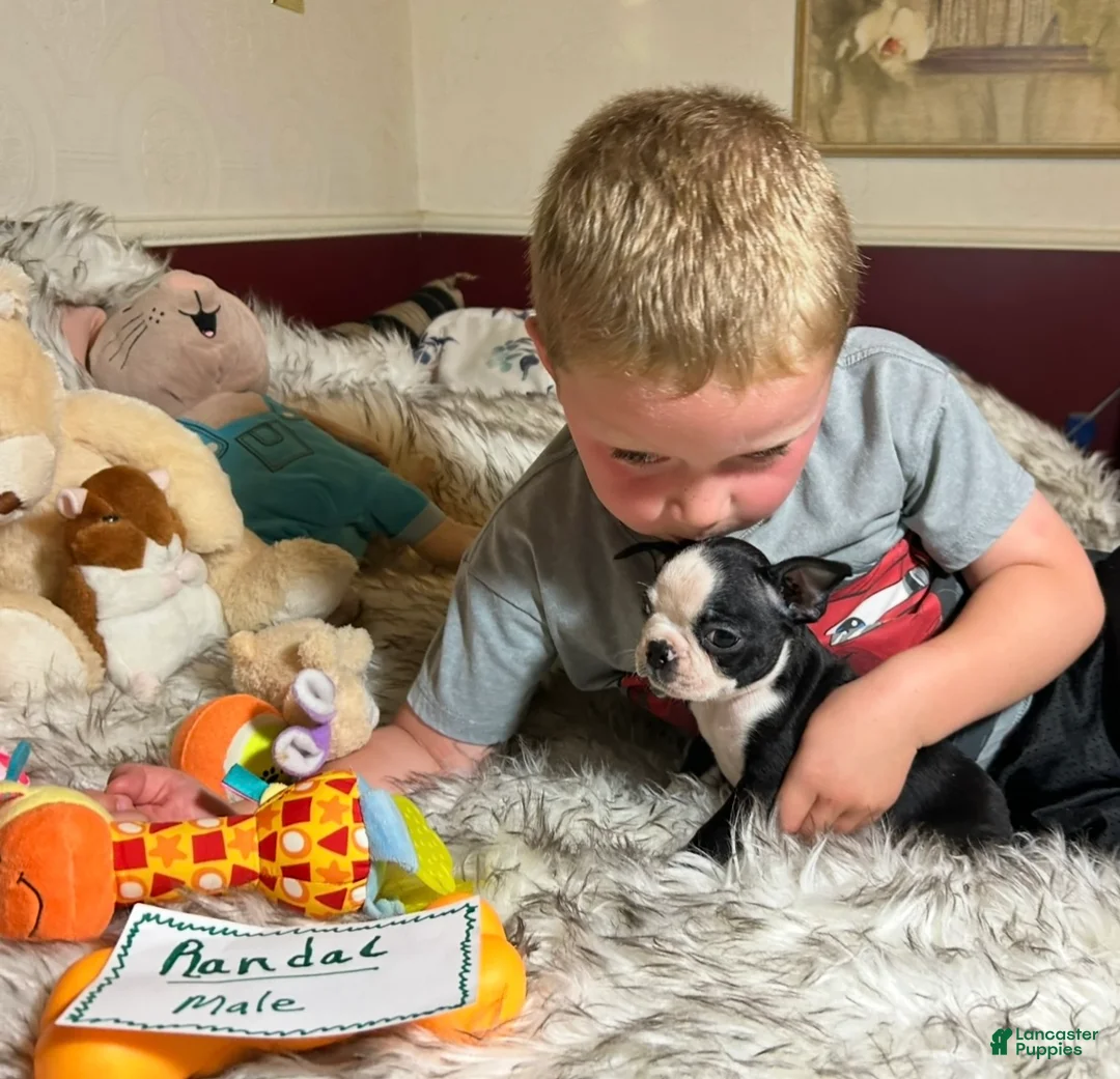 Boston Terrier dogs for sale:  Randal - Ad 2