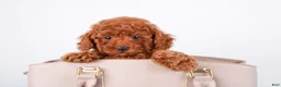Toy Poodle dogs for sale: Saffron - Ad 4