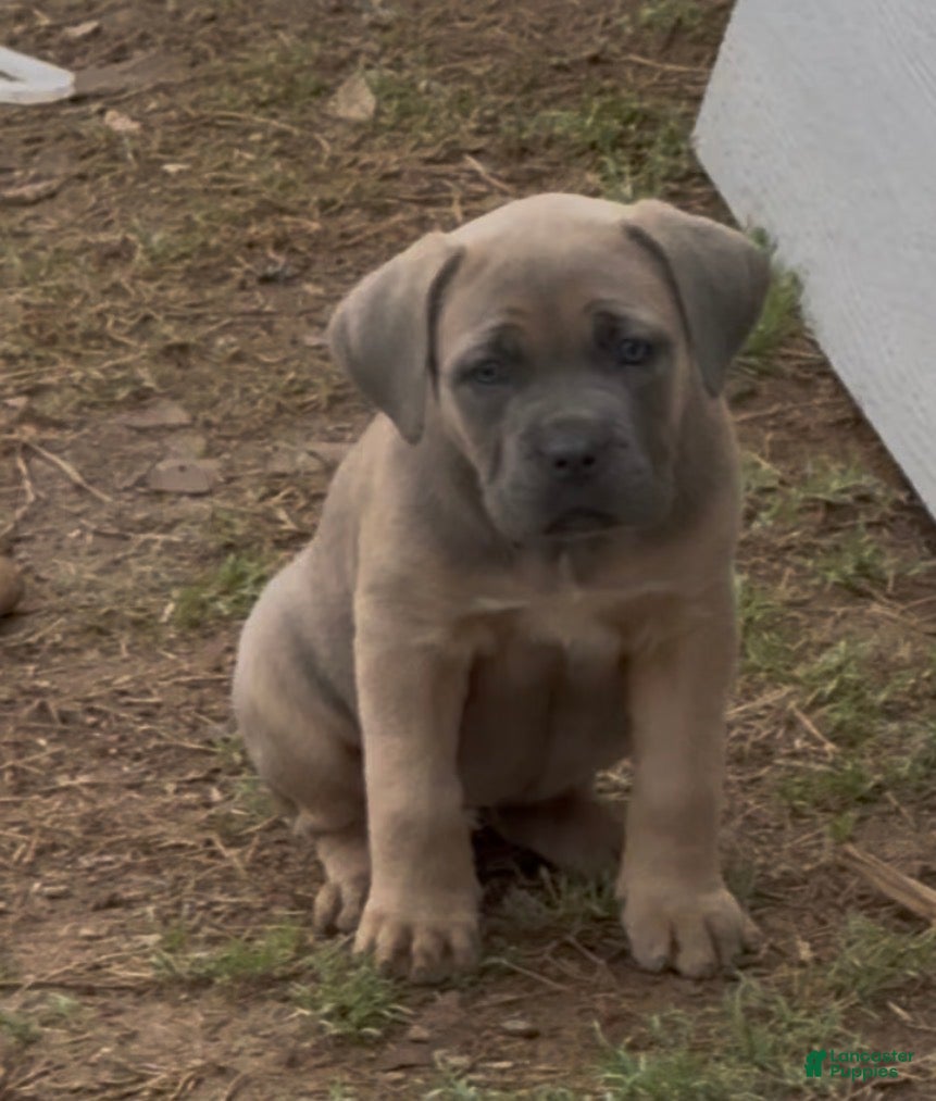 Cane Corso dogs Cane Corso Puppy 4 - Ad 4