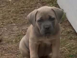 Cane Corso dogs Cane Corso Puppy 4 - Ad 4