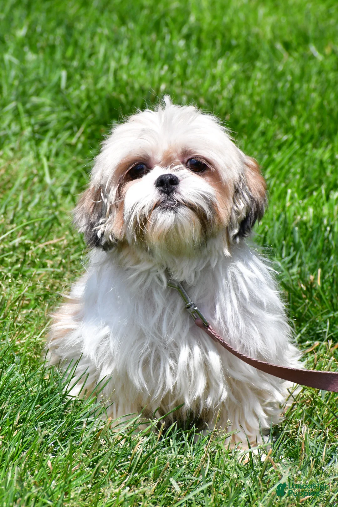 Shih Tzu dogs for sale: Isabella - Ad 8