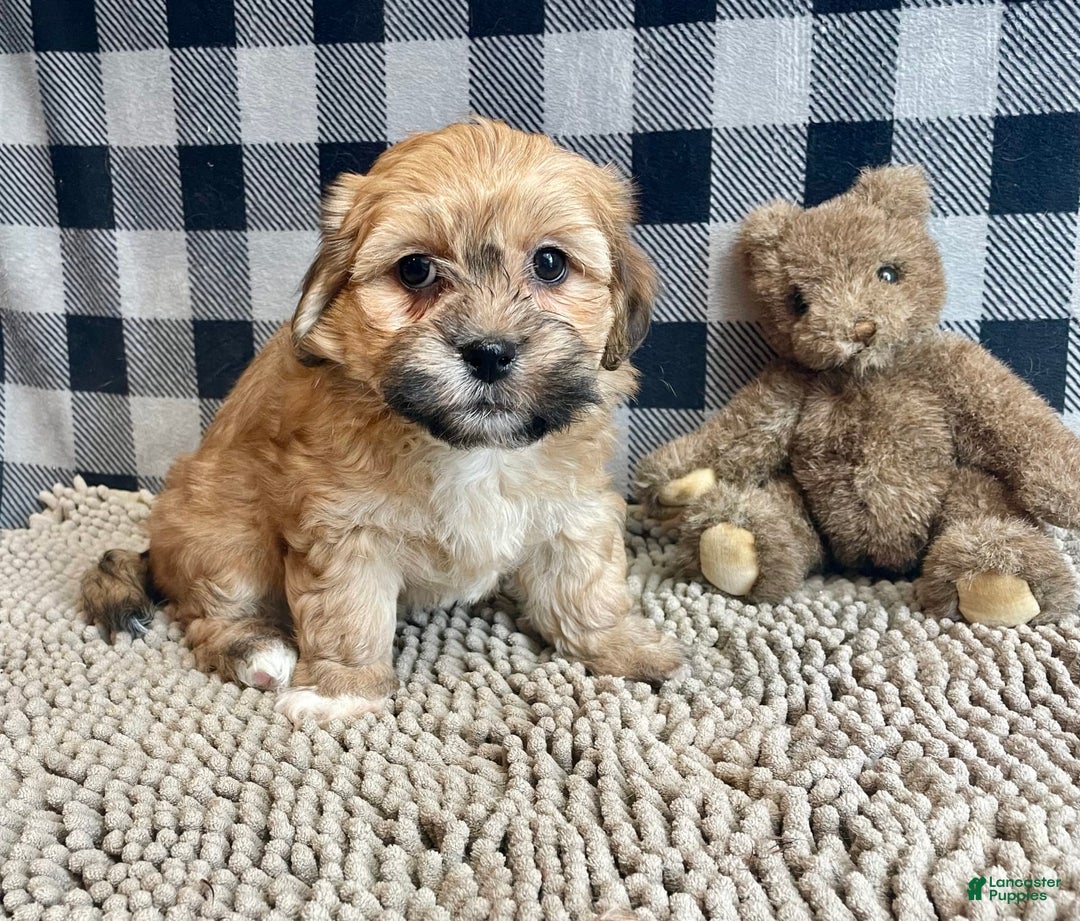 Teddy Bear dogs for sale: Sammy - Ad 24