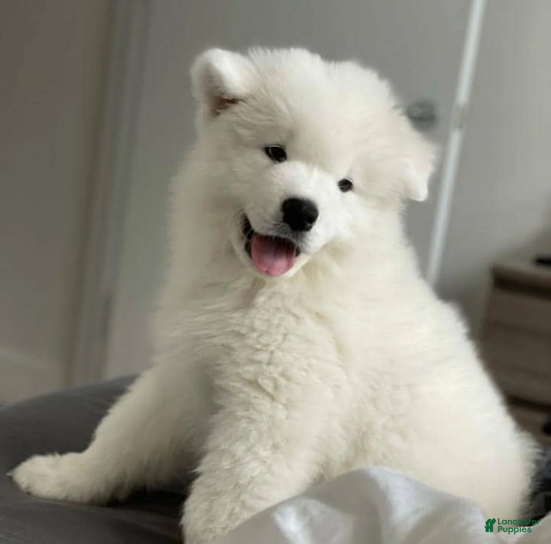 Samoyed dogs for sale: Charley - Ad 2