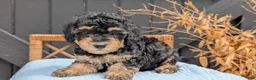 Havapoo dogs for sale: Maddox - Ad 3