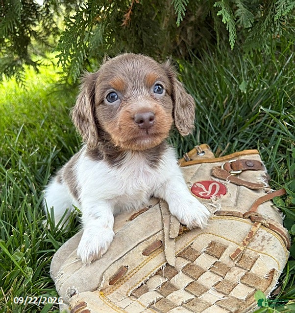 Miniature Dachshund dogs Calihan - Ad 1