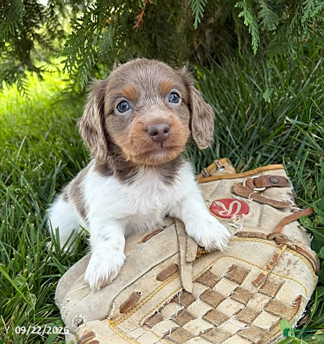 Miniature Dachshund dogs for sale: Calihan - Ad 1
