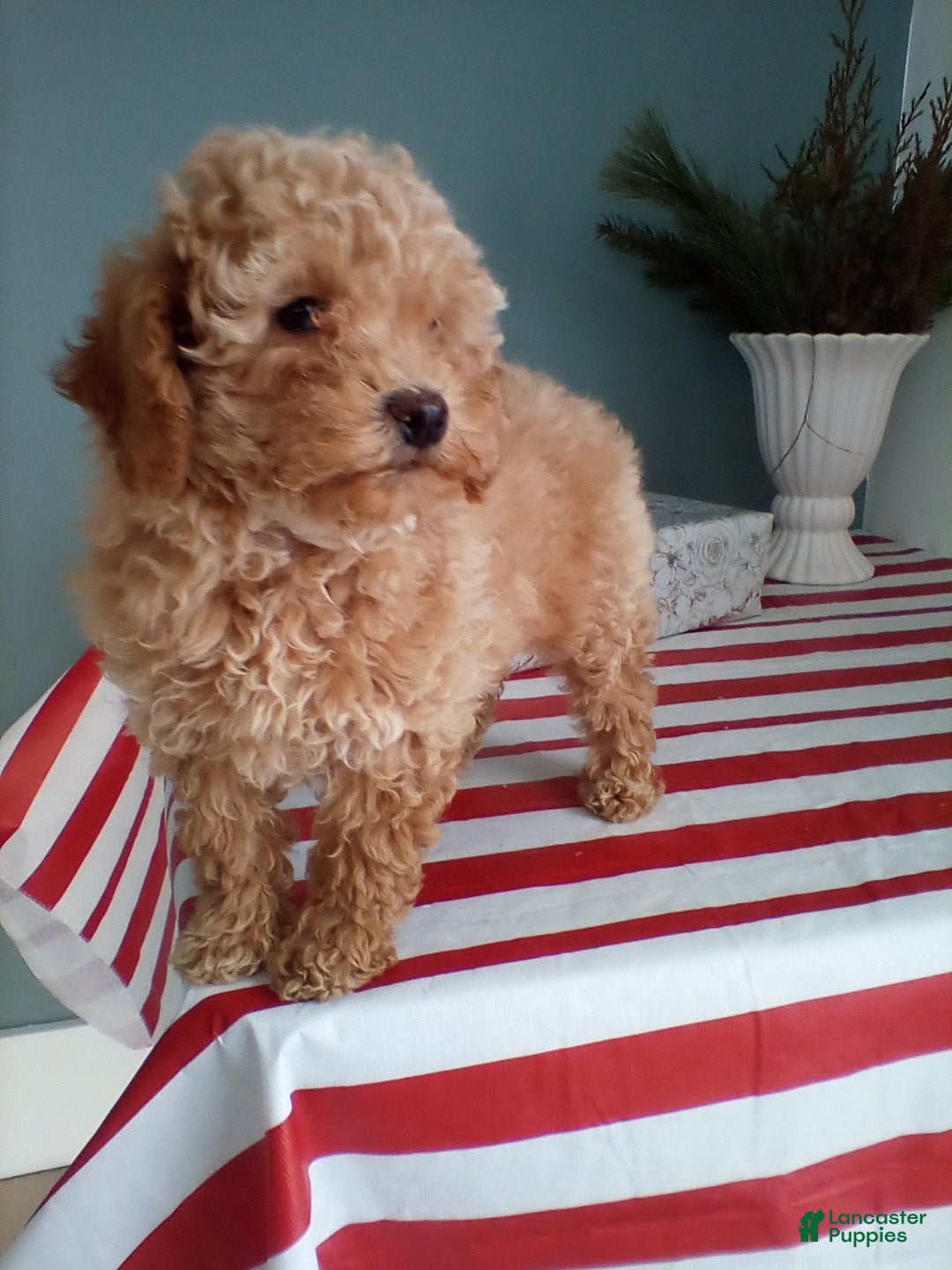 Miniature Poodle dogs for sale: Juniper - Ad 2