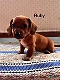 Mini Aussiedoodle dogs Ruby - Ad 1