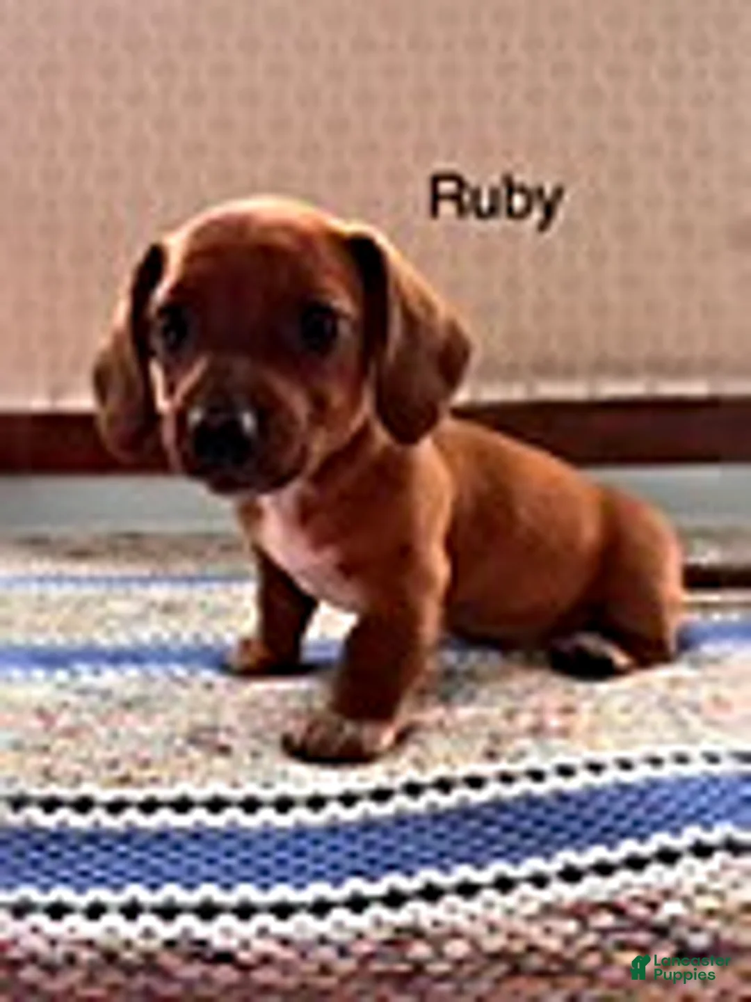 Mini Aussiedoodle dogs for sale: Ruby - Ad 1