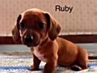 Mini Aussiedoodle dogs for sale: Ruby - Ad 3