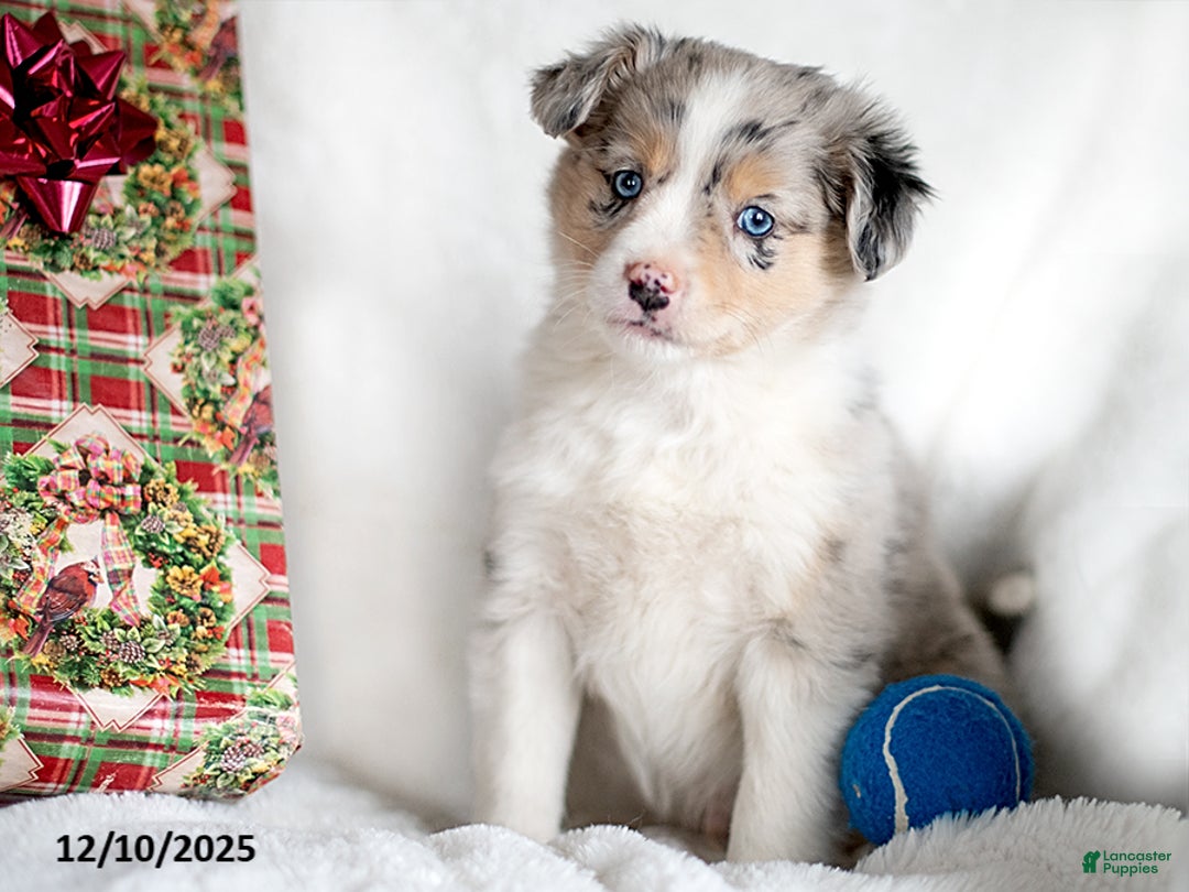 Mixed Breed dogs for sale: Kalt - Ad 2