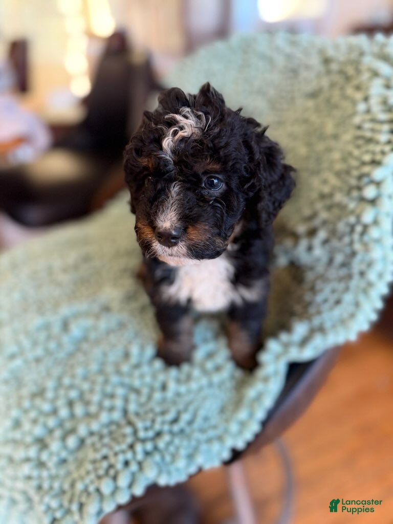 Bernedoodle dogs for sale: Boyd - Ad 1