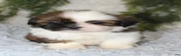 Shih Tzu dogs for sale: Shih Tzu 2 - Ad 2