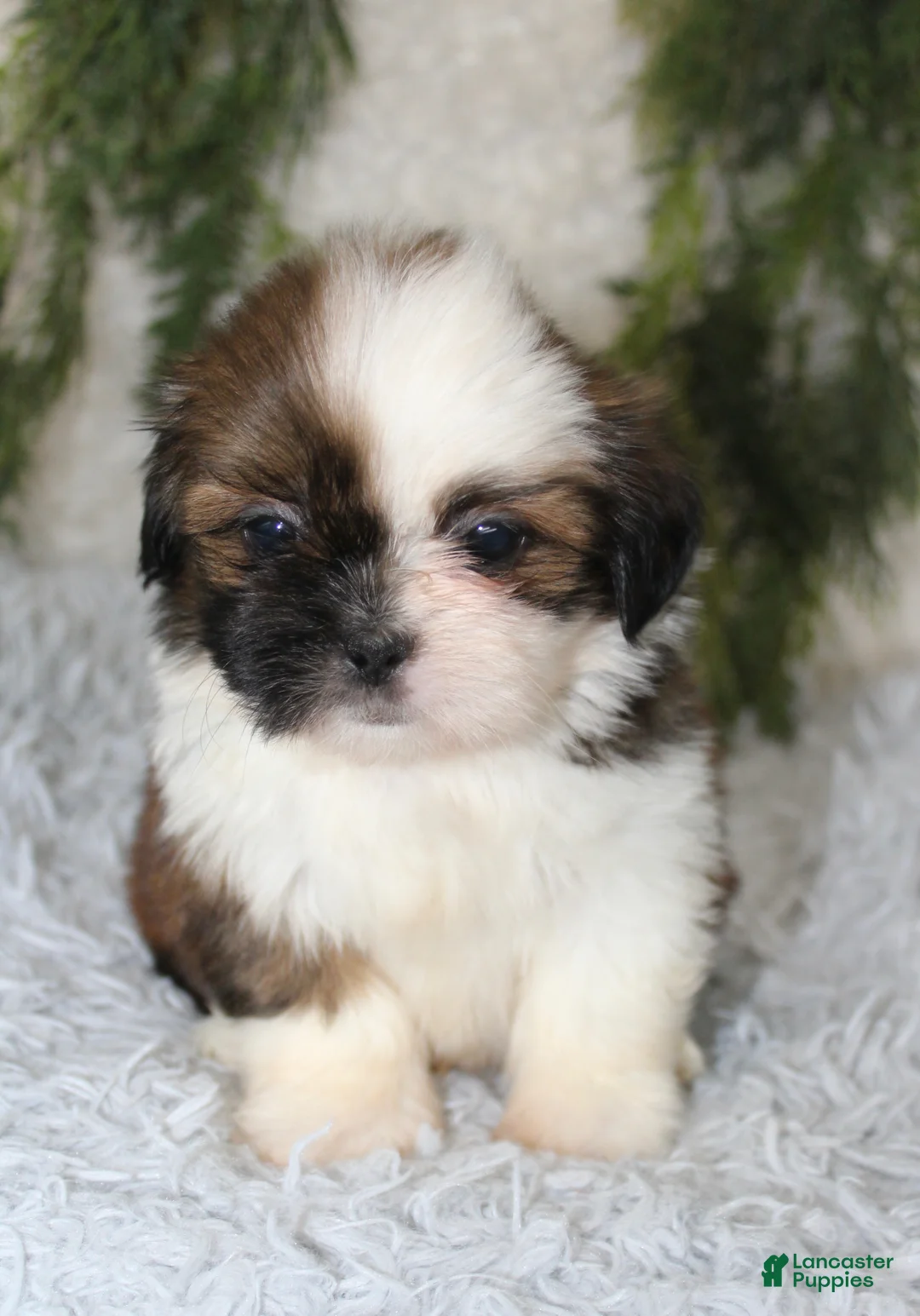 Shih Tzu dogs for sale: Shih Tzu 2 - Ad 2