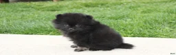 Pomeranian dogs for sale: Connie  - Ad 10