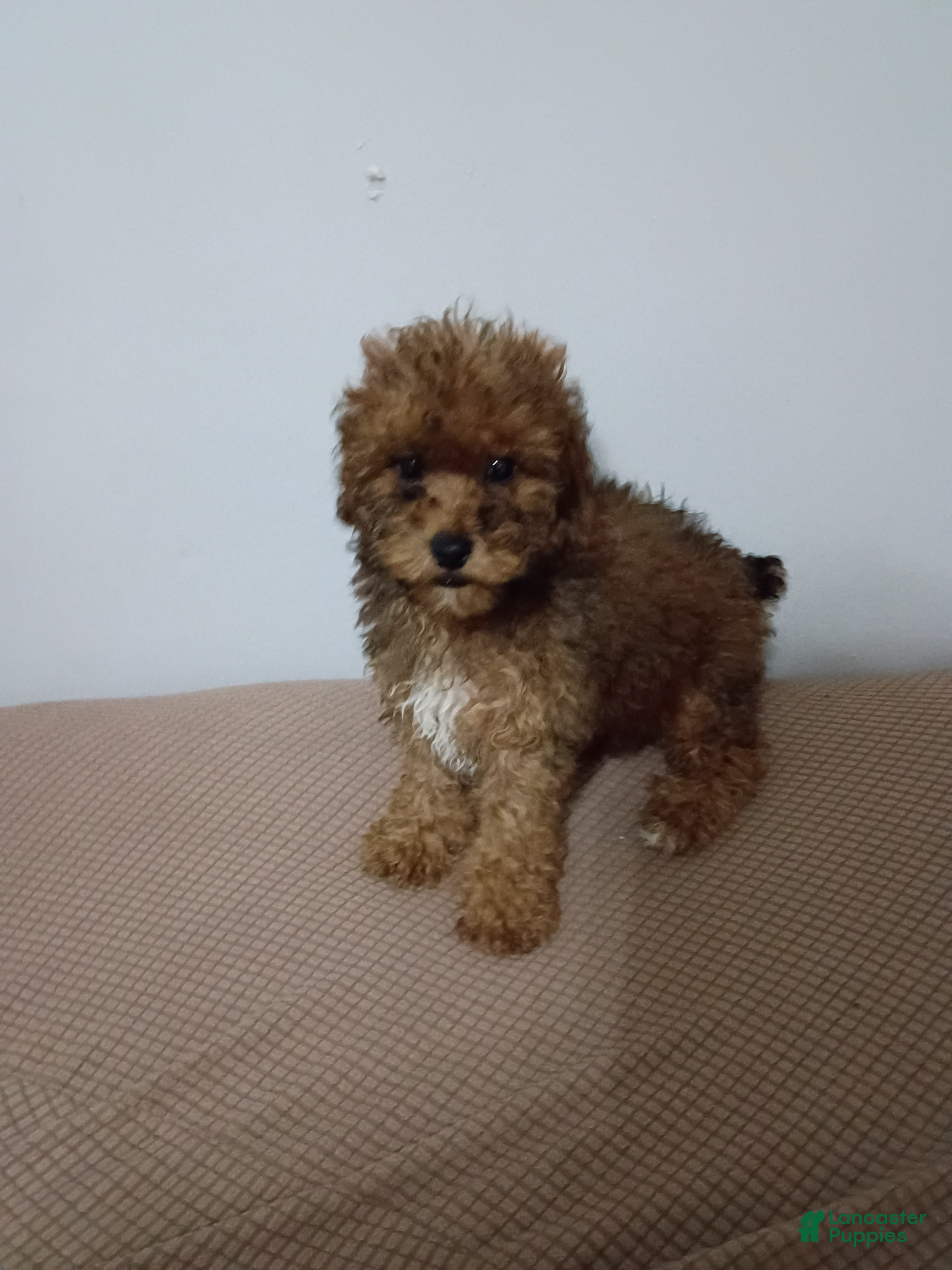 Miniature Poodle dogs Miniature Poodle 1 - Ad 1