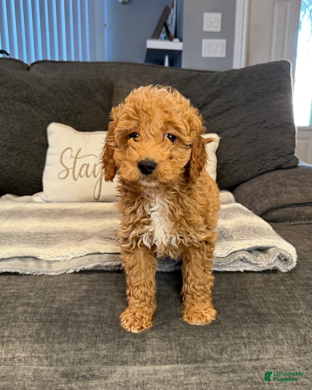 Mini Goldendoodle dogs for sale: Mini Goldendoodle Puppy 3 - Ad 2