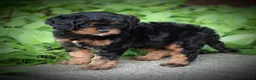 Cavapoo dogs for sale: Rylie - Ad 2