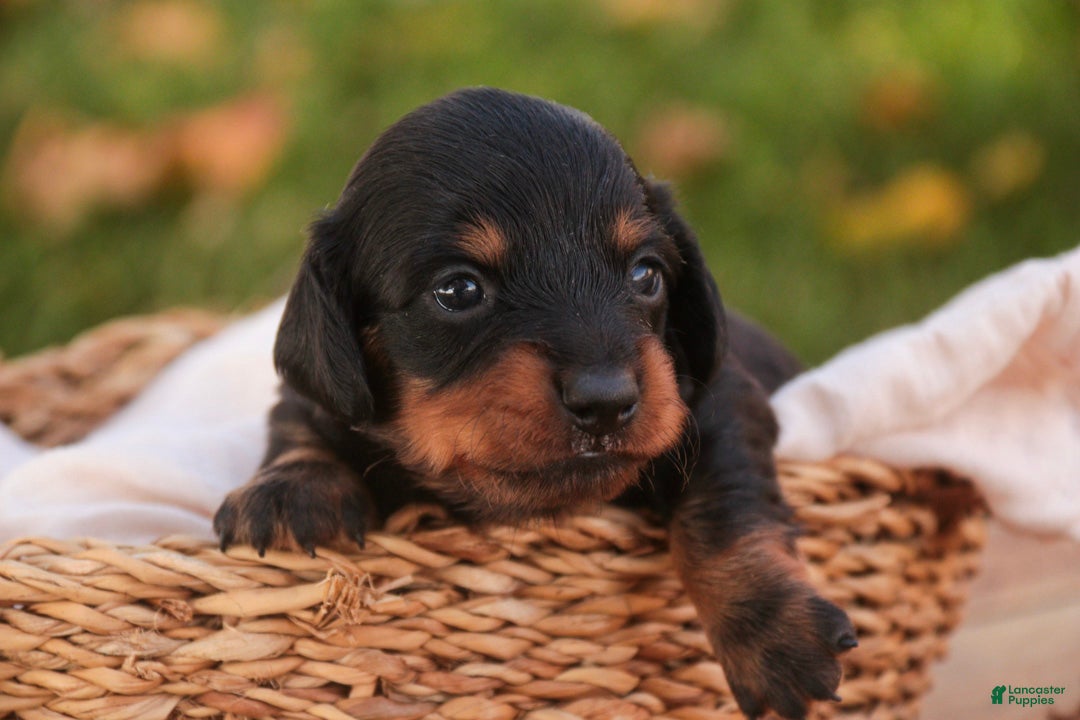 Miniature Dachshund dogs Lottie Miniature Dachshund  - Ad 2