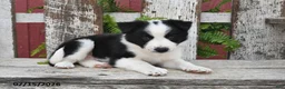 Border Collie dogs for sale: Dasher - Ad 3