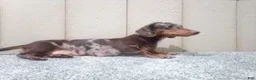 Miniature Dachshund dogs for sale: Leo - Ad 7