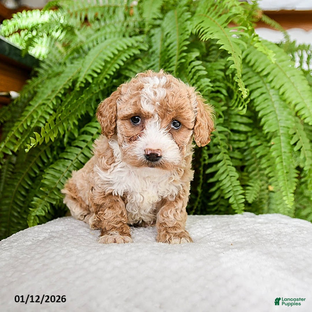 Bichpoo dogs for sale: Latchia - Ad 3