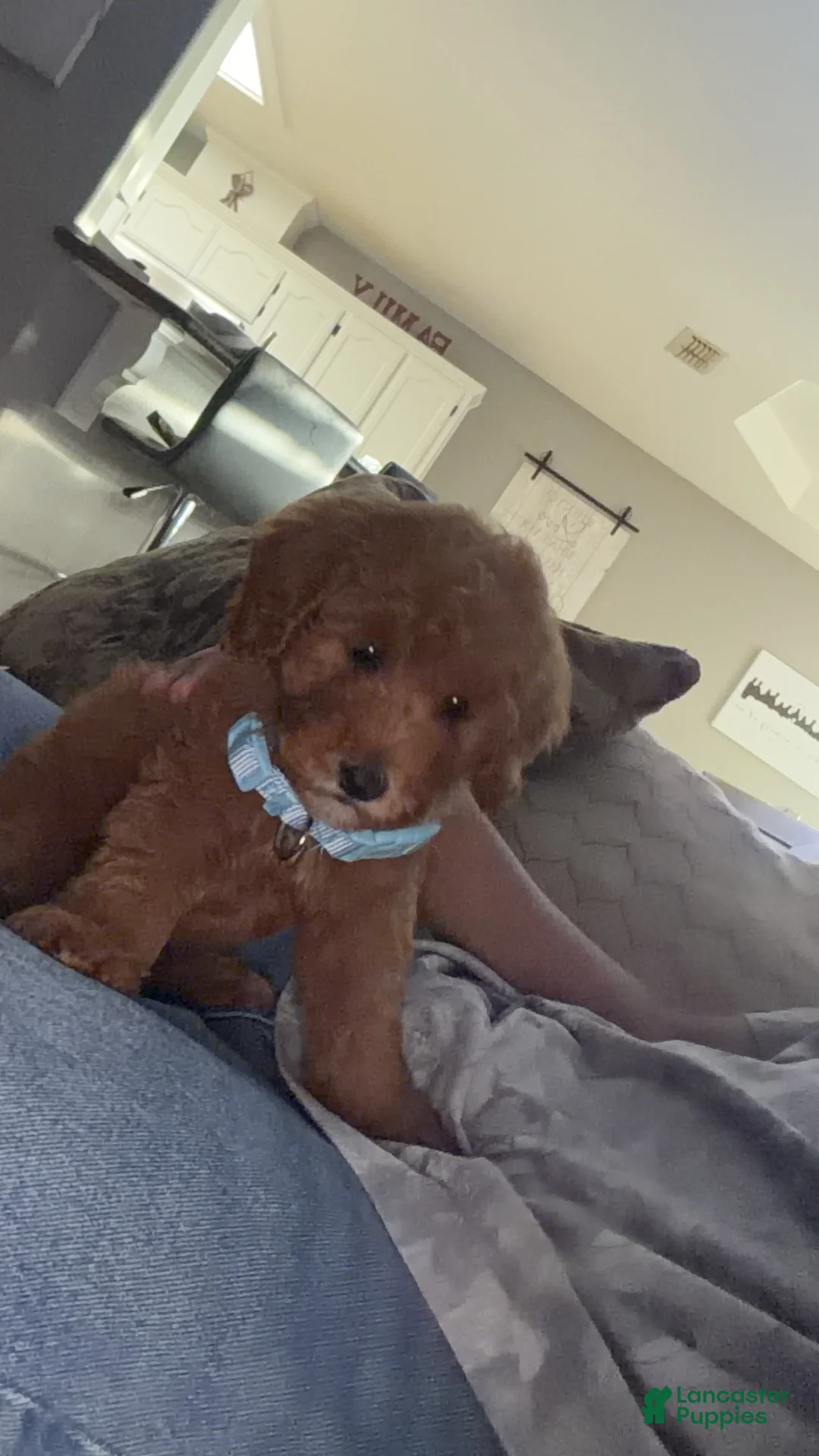 Goldendoodle dogs for sale: Goldendoodle 1 - Ad 2