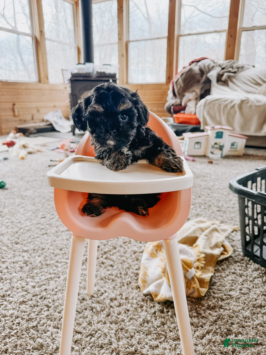 Cavapoo dogs for sale: Bear  - Ad 2