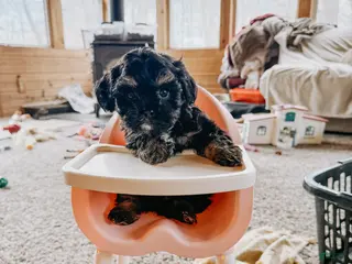 Cavapoo dogs Bear - Ad 9