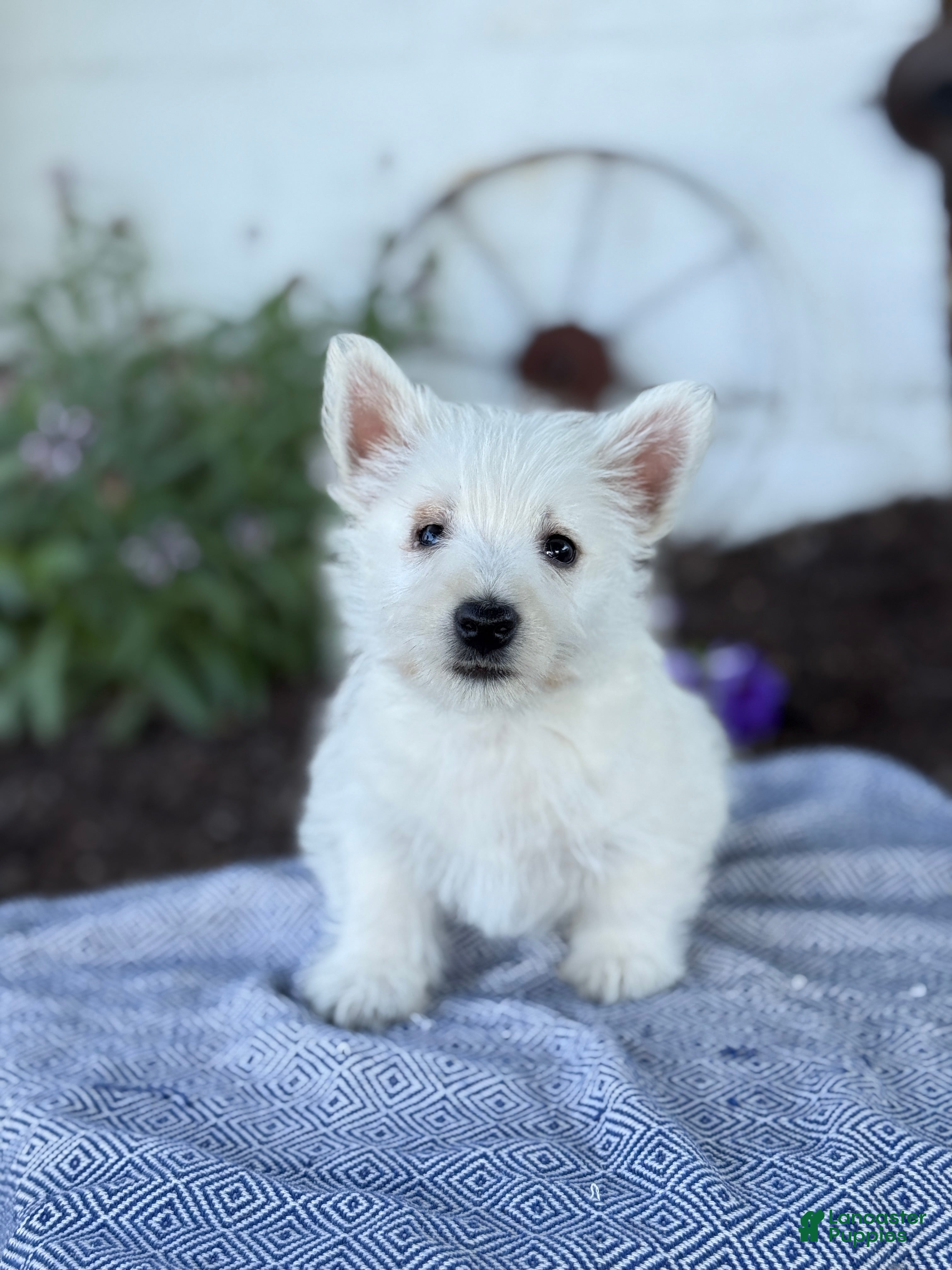 West Highland Terrier dogs Blazer - Ad 1