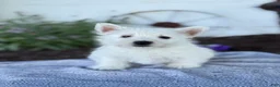 West Highland Terrier dogs for sale: Blazer - Ad 1