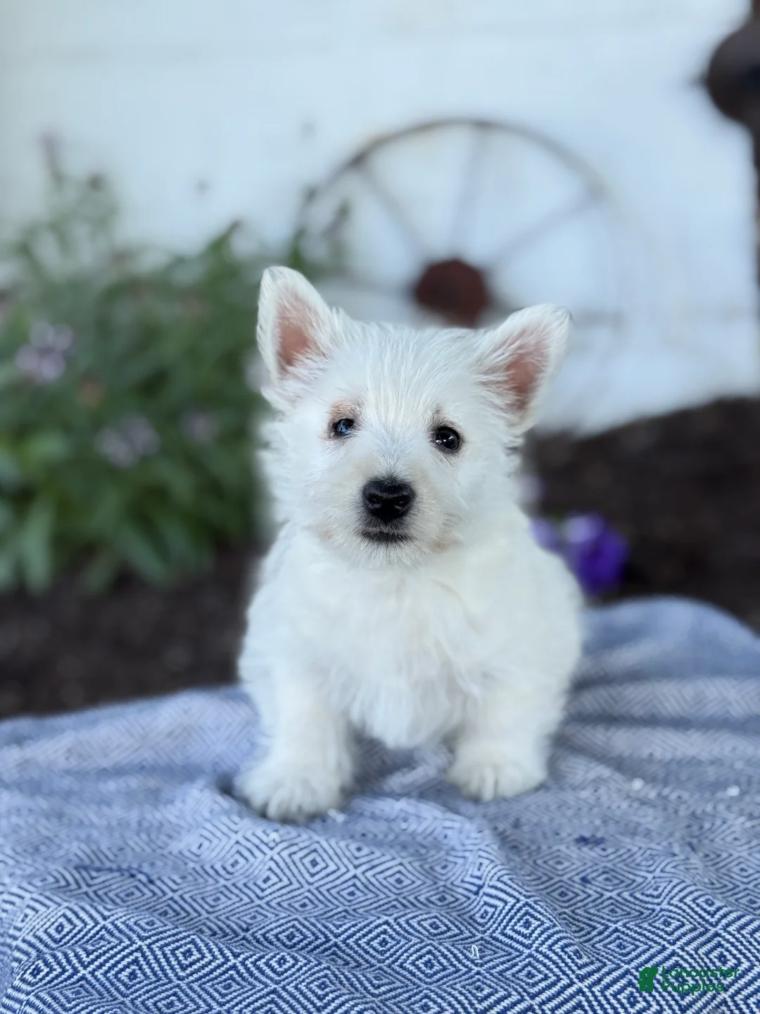 West Highland Terrier dogs for sale: Blazer - Ad 1