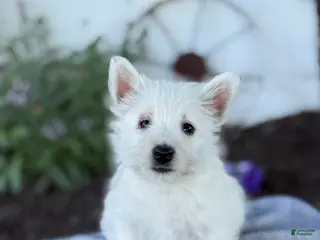 West Highland Terrier dogs for sale: Blazer - Ad 2