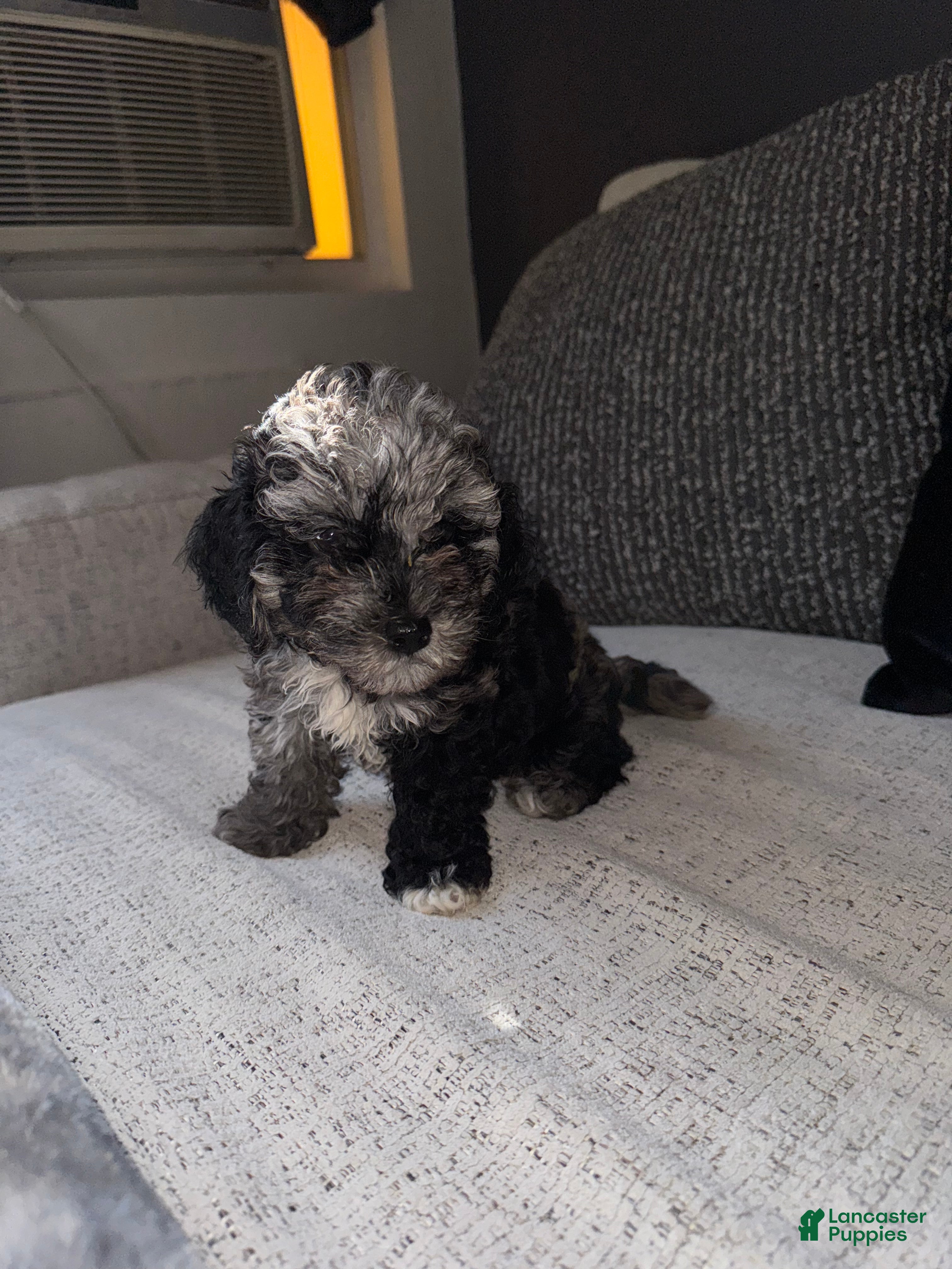 Toy Poodle dogs Misti - Ad 21