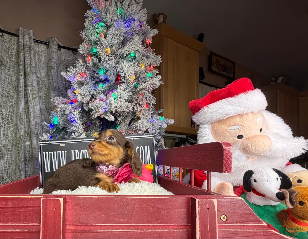 Miniature Dachshund dogs for sale: AKC Russian  - Ad 3