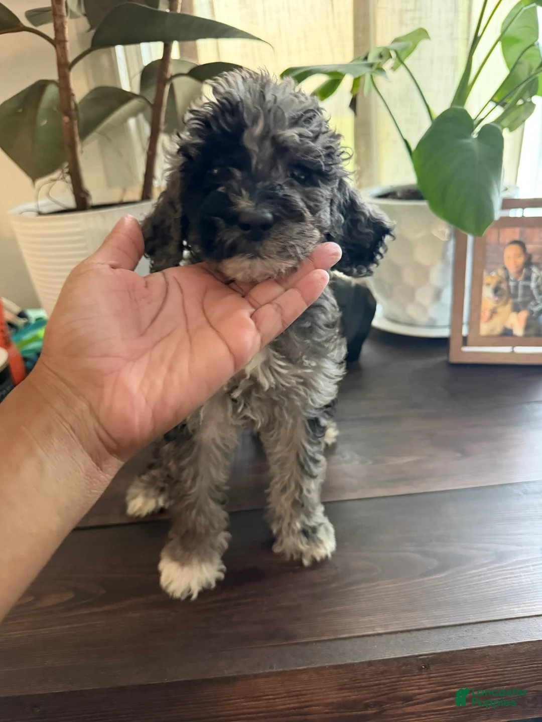 Labradoodle dogs for sale: Jessie  - Ad 1
