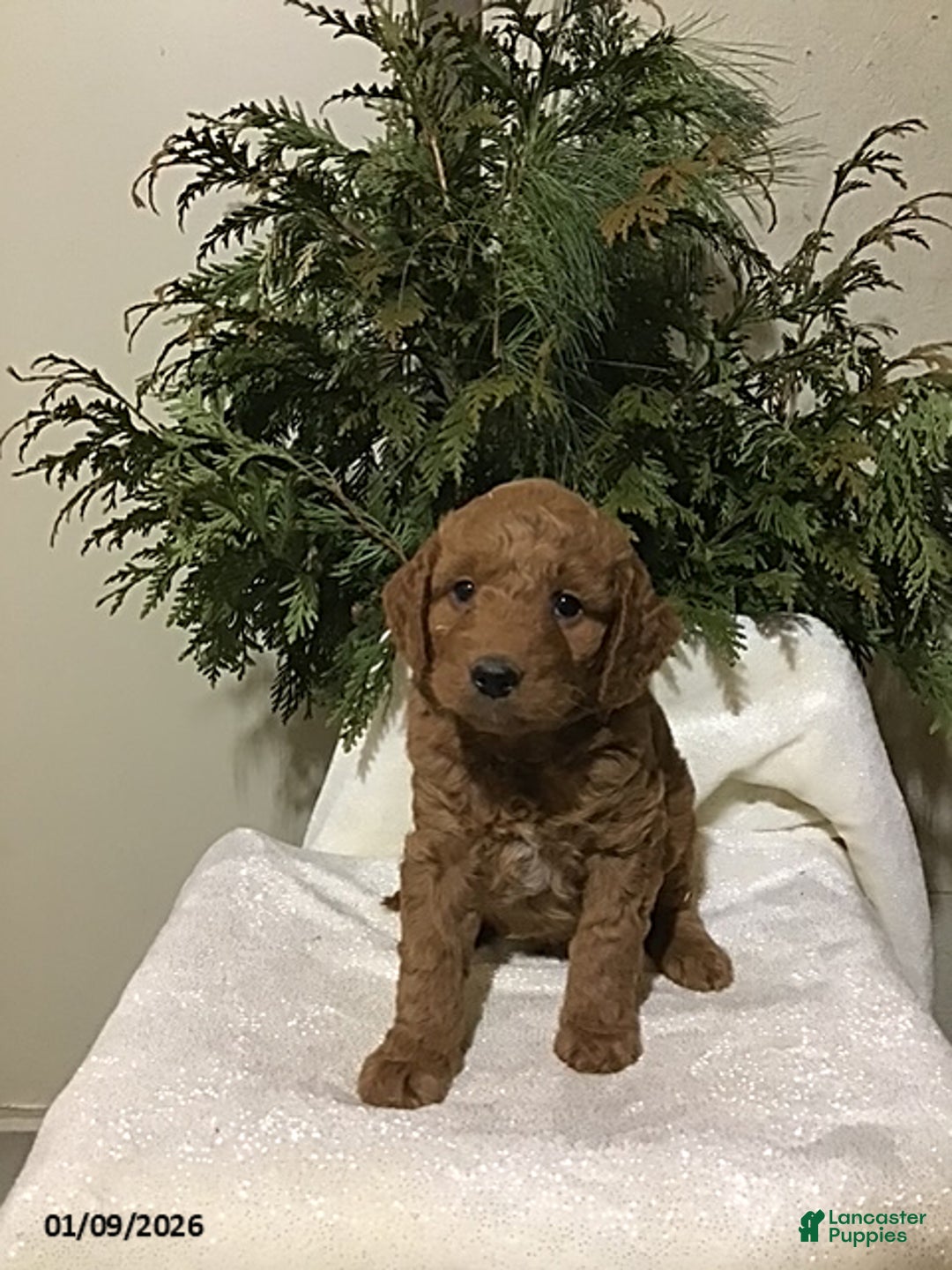 Mini Goldendoodle dogs for sale: Jason - Ad 1