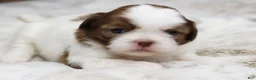 Shih Tzu dogs for sale: Millie - Ad 3