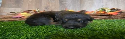 German Shepherd dogs for sale: German Shepherd 7 - Ad 3