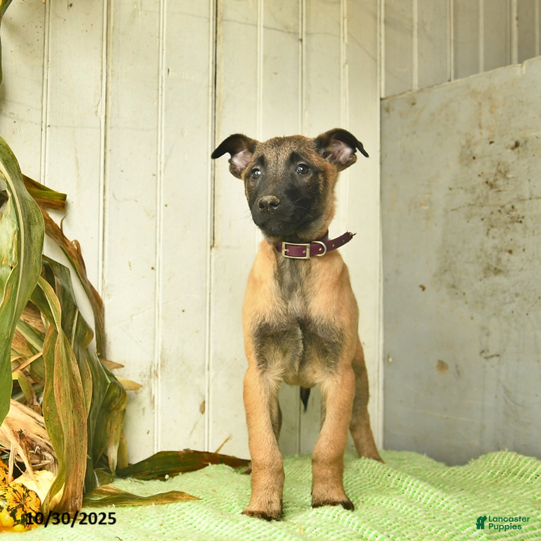Belgian Malinois dogs for sale: Pearl  - Ad 9