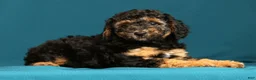 Miniature Poodle dogs for sale: Connor - Ad 4